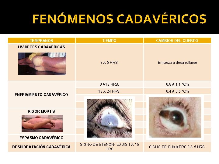 FENÓMENOS CADAVÉRICOS TEMPRANOS TIEMPO CAMBIOS DEL CUERPO 3 A 5 HRS. Empieza a desarrollarse FENÓMENOS CADAVÉRICOS TEMPRANOS TIEMPO CAMBIOS DEL CUERPO 3 A 5 HRS. Empieza a desarrollarse