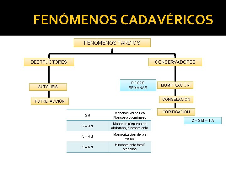 FENÓMENOS CADAVÉRICOS FENÓMENOS TARDÍOS DESTRUCTORES CONSERVADORES POCAS SEMANAS AUTOLISIS MOMIFICACIÓN CONGELACIÓN PUTREFACCIÓN 2 d FENÓMENOS CADAVÉRICOS FENÓMENOS TARDÍOS DESTRUCTORES CONSERVADORES POCAS SEMANAS AUTOLISIS MOMIFICACIÓN CONGELACIÓN PUTREFACCIÓN 2 d