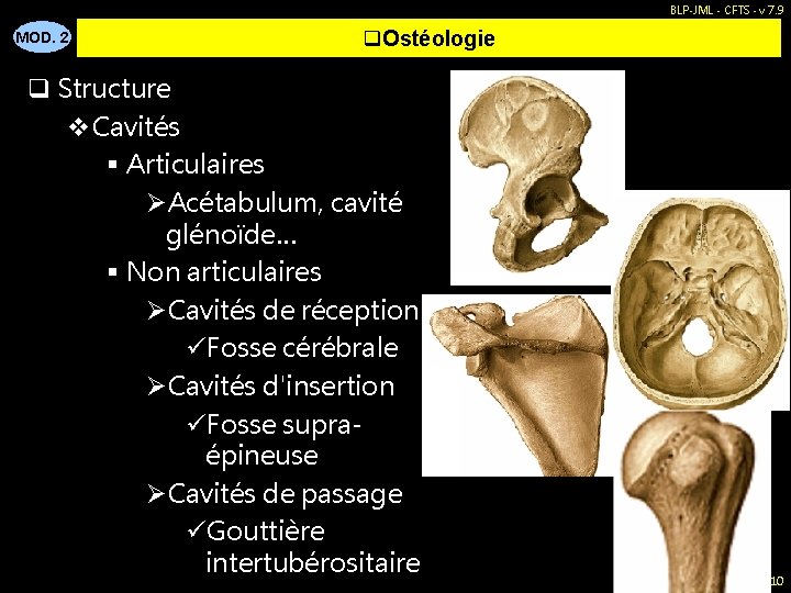 BLP-JML - CFTS - v 7. 9 MOD. 2 q. Ostéologie q Structure v.