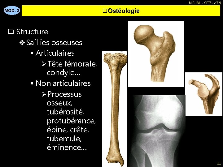 BLP-JML - CFTS - v 7. 9 MOD. 2 q. Ostéologie q Structure v.