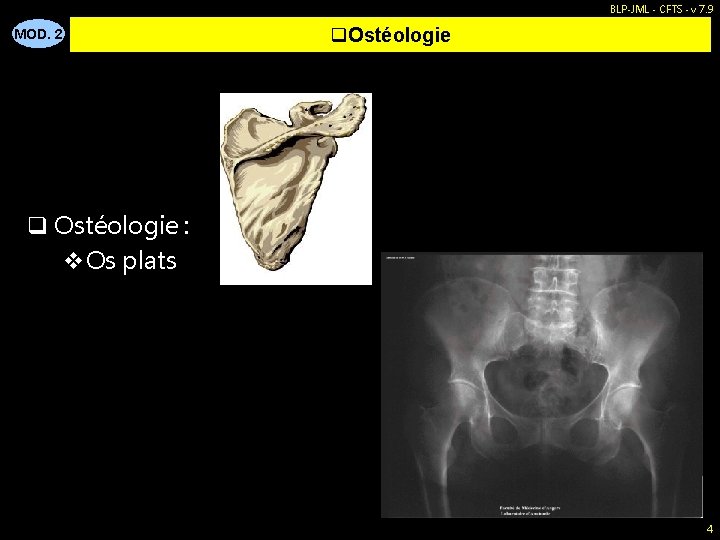 BLP-JML - CFTS - v 7. 9 MOD. 2 q. Ostéologie q Ostéologie :