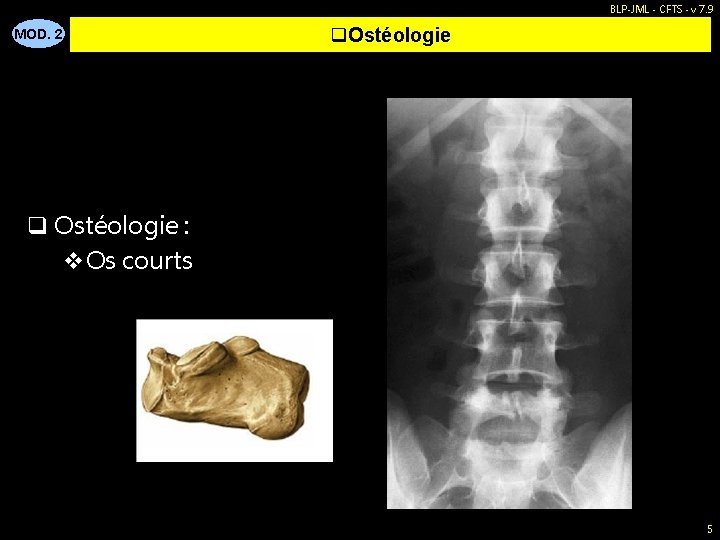 BLP-JML - CFTS - v 7. 9 MOD. 2 q. Ostéologie q Ostéologie :