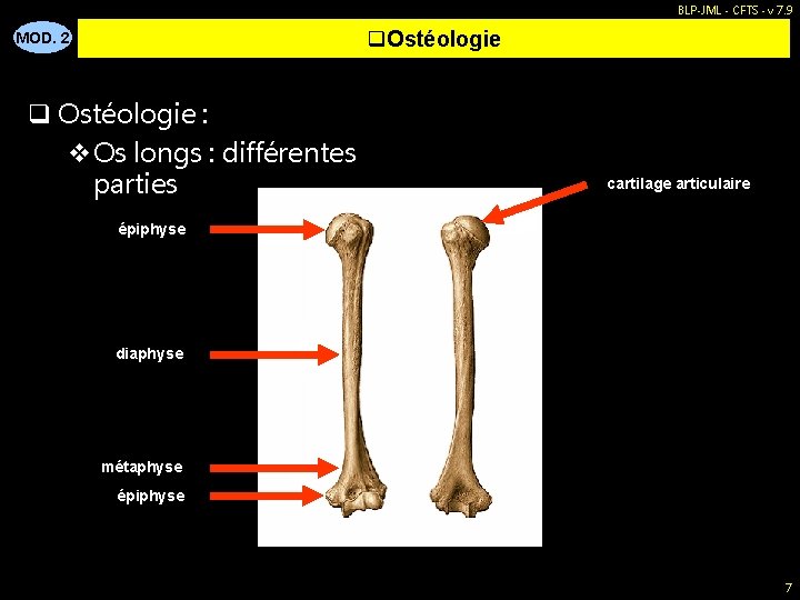 BLP-JML - CFTS - v 7. 9 q. Ostéologie MOD. 2 q Ostéologie :