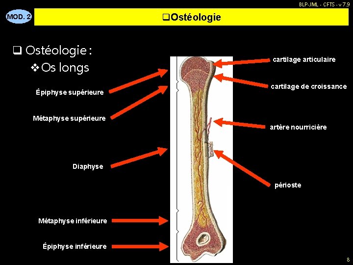 BLP-JML - CFTS - v 7. 9 q. Ostéologie MOD. 2 q Ostéologie :