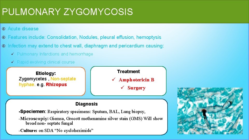PULMONARY ZYGOMYCOSIS Acute disease Features include: Consolidation, Nodules, pleural effusion, hemoptysis Infection may extend