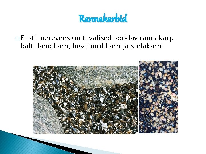 Rannakarbid � Eesti merevees on tavalised söödav rannakarp , balti lamekarp, liiva uurikkarp ja