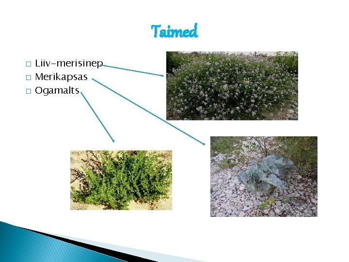 Taimed � � � Liiv-merisinep Merikapsas Ogamalts 