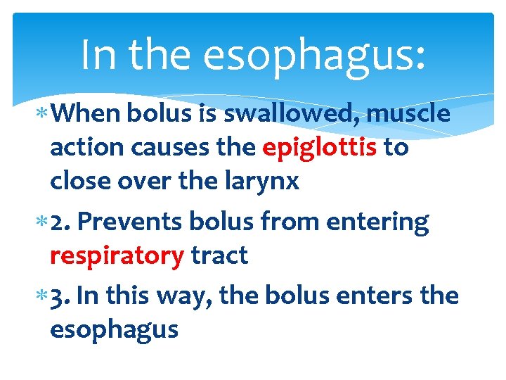 In the esophagus: When bolus is swallowed, muscle action causes the epiglottis to close