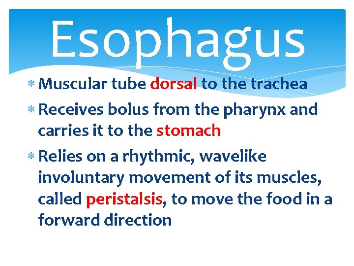 Esophagus Muscular tube dorsal to the trachea Receives bolus from the pharynx and carries