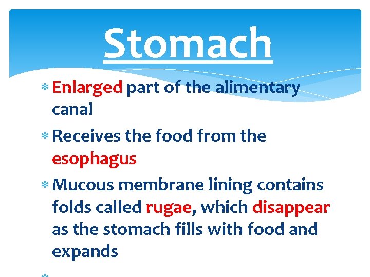 Stomach Enlarged part of the alimentary canal Receives the food from the esophagus Mucous