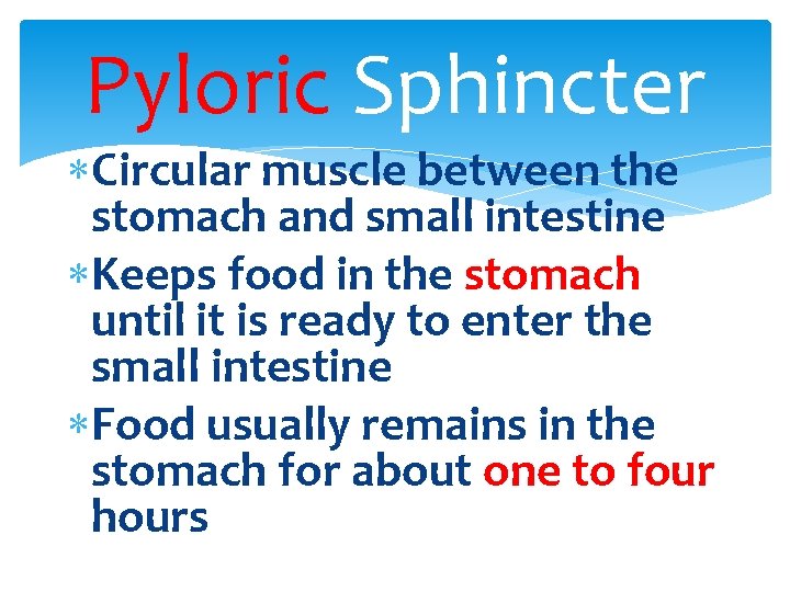 Pyloric Sphincter Circular muscle between the stomach and small intestine Keeps food in the