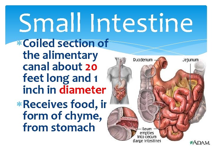 Small Intestine Coiled section of the alimentary canal about 20 feet long and 1