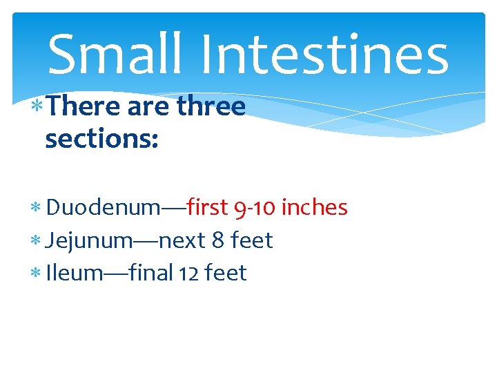 Small Intestines There are three sections: Duodenum—first 9 -10 inches Jejunum—next 8 feet Ileum—final