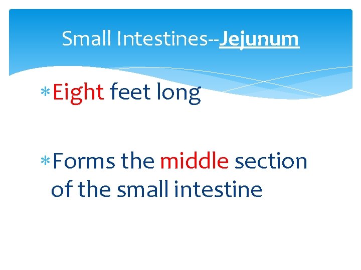 Small Intestines--Jejunum Eight feet long Forms the middle section of the small intestine 
