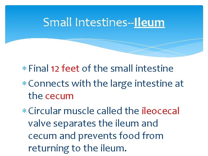 Small Intestines--Ileum Final 12 feet of the small intestine Connects with the large intestine