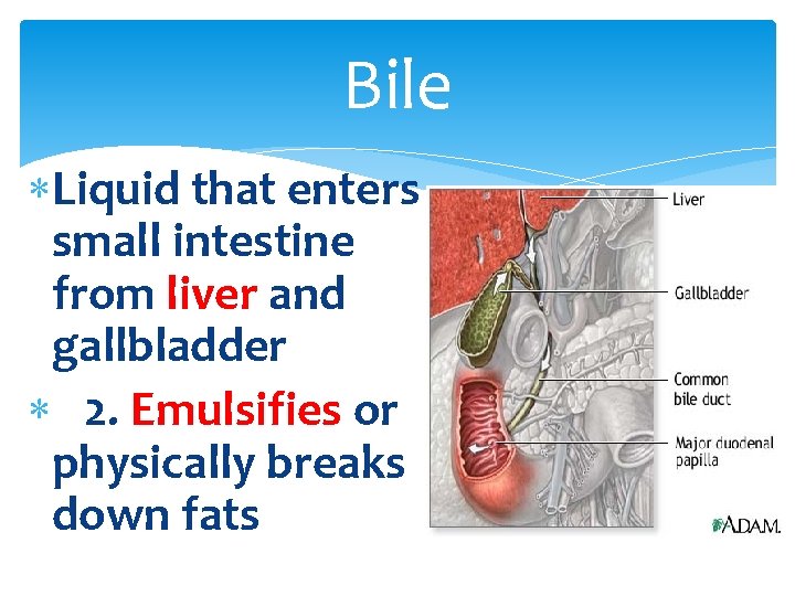 Bile Liquid that enters small intestine from liver and gallbladder 2. Emulsifies or physically