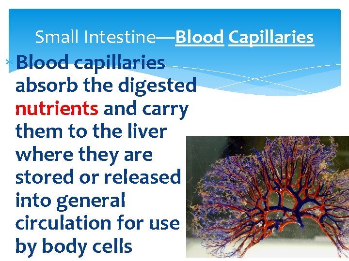 Small Intestine—Blood Capillaries Blood capillaries absorb the digested nutrients and carry them to the