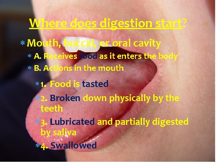 Where does digestion start? Mouth, buccal, or oral cavity A. Receives food as it