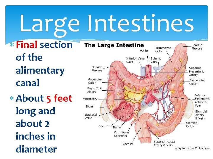 Large Intestines Final section of the alimentary canal About 5 feet long and about