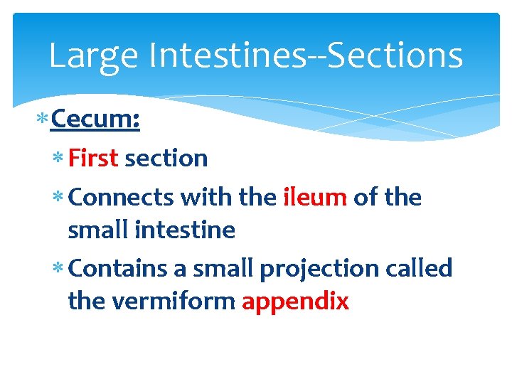 Large Intestines--Sections Cecum: First section Connects with the ileum of the small intestine Contains