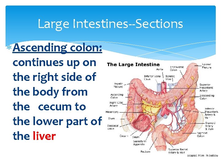 Large Intestines--Sections Ascending colon: continues up on the right side of the body from