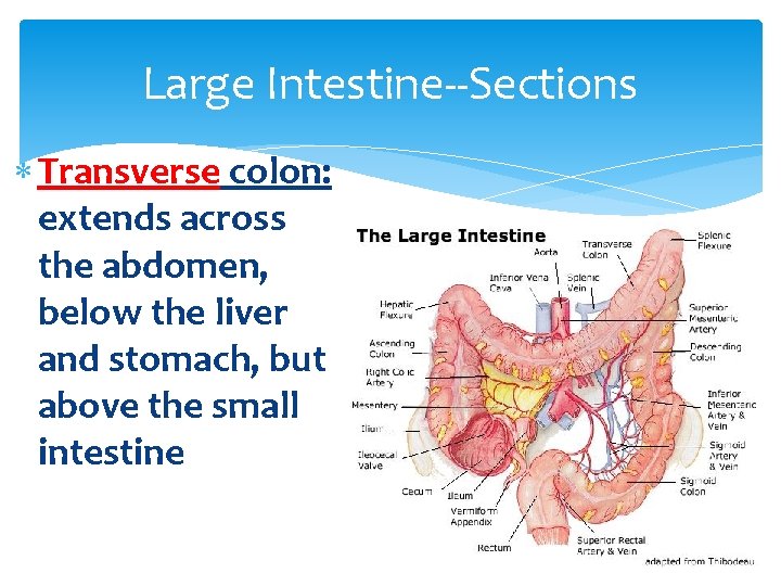Large Intestine--Sections Transverse colon: extends across the abdomen, below the liver and stomach, but