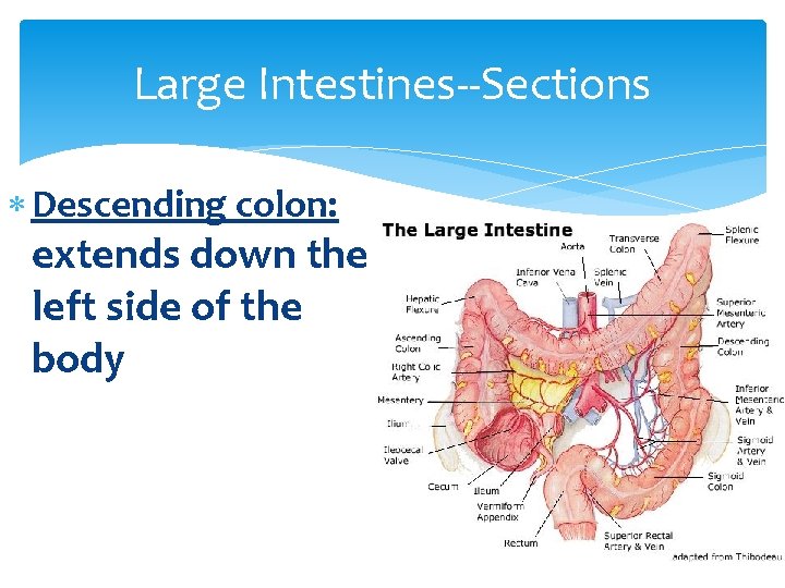 Large Intestines--Sections Descending colon: extends down the left side of the body 