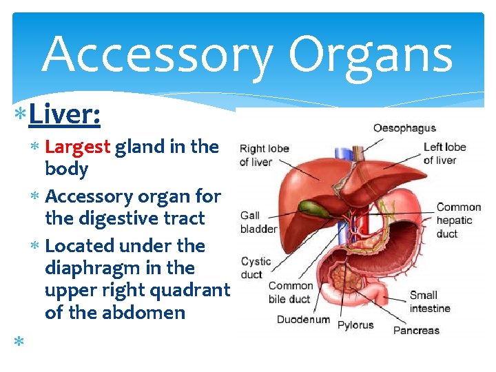 Accessory Organs Liver: Largest gland in the body Accessory organ for the digestive tract