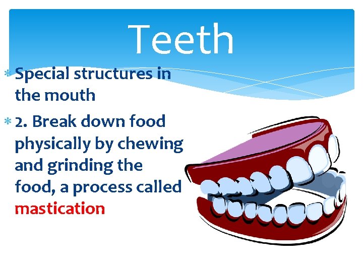 Teeth Special structures in the mouth 2. Break down food physically by chewing and