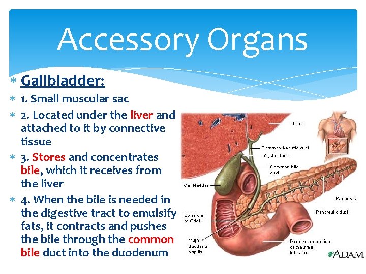 Accessory Organs Gallbladder: 1. Small muscular sac 2. Located under the liver and attached