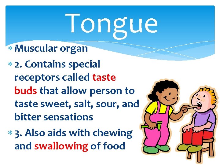 Tongue Muscular organ 2. Contains special receptors called taste buds that allow person to
