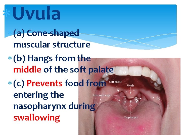  Uvula (a) Cone-shaped muscular structure (b) Hangs from the middle of the soft