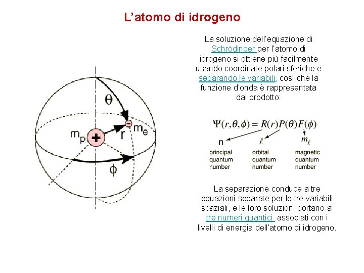 L’atomo di idrogeno La soluzione dell’equazione di Schrödinger per l’atomo di idrogeno si ottiene