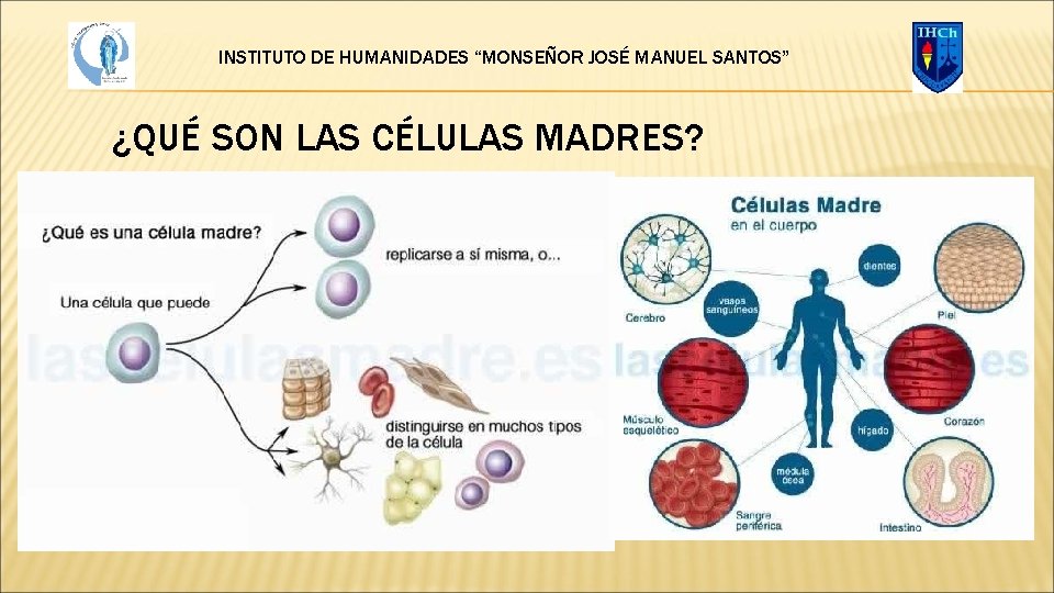 INSTITUTO DE HUMANIDADES “MONSEÑOR JOSÉ MANUEL SANTOS” ¿QUÉ SON LAS CÉLULAS MADRES? 