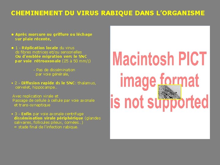  CHEMINEMENT DU VIRUS RABIQUE DANS L’ORGANISME • Après morsure ou griffure ou léchage