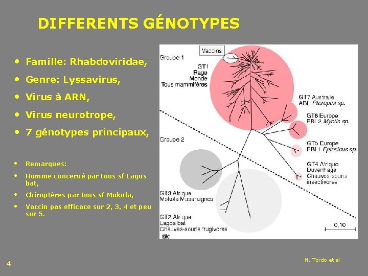 DIFFERENTS GÉNOTYPES • Famille: Rhabdoviridae, • Genre: Lyssavirus, • Virus à ARN, • Virus