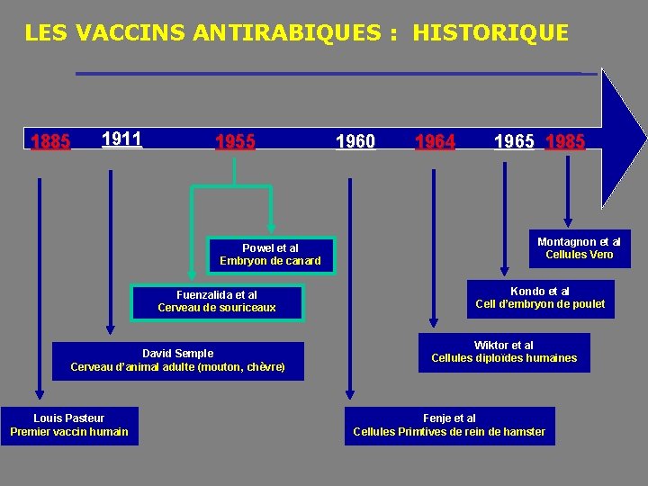 LES VACCINS ANTIRABIQUES : HISTORIQUE 1885 1911 1955 Powel et al Embryon de canard