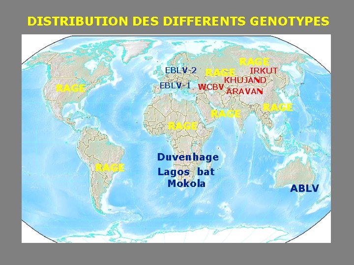 DISTRIBUTION DES DIFFERENTS GENOTYPES EBLV-2 RAGE IRKUT KHUJAND EBLV-1 WCBV ARAVAN RAGE RAGE Duvenhage