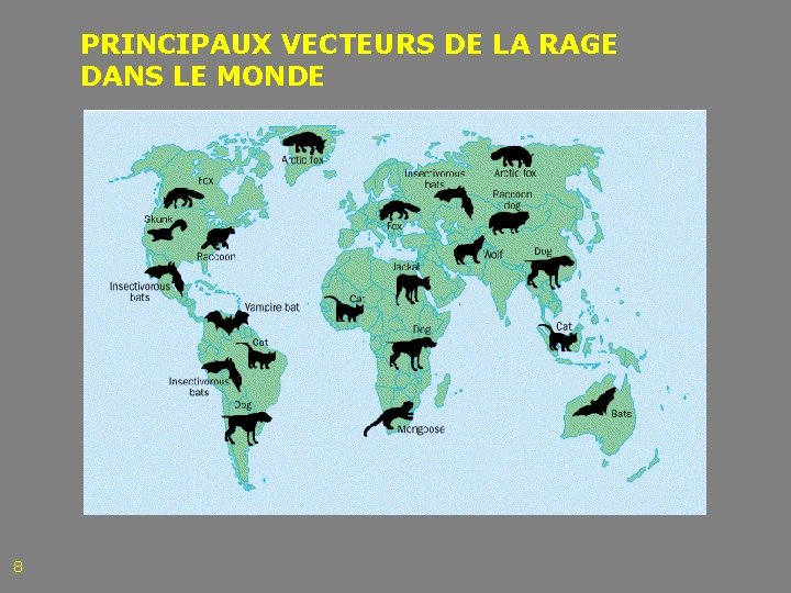 PRINCIPAUX VECTEURS DE LA RAGE DANS LE MONDE 8 