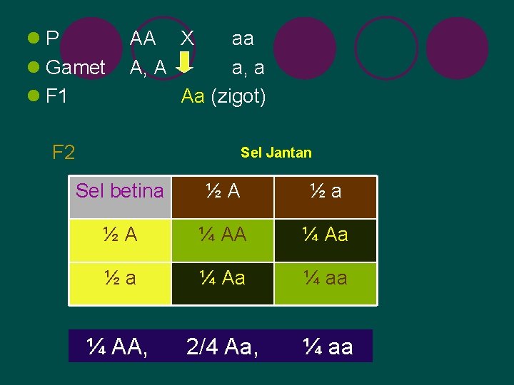l. P l Gamet l F 1 AA X aa A, A a, a