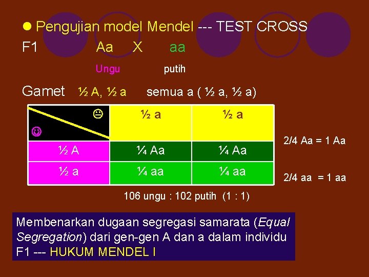 l Pengujian model Mendel --- TEST CROSS F 1 Aa X aa Ungu putih