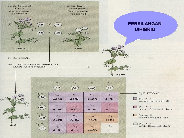 PERSILANGAN DIHIBRID 