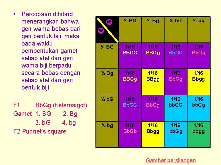  • Percobaan dihibrid menerangkan bahwa gen warna bebas dari gen bentuk biji, maka