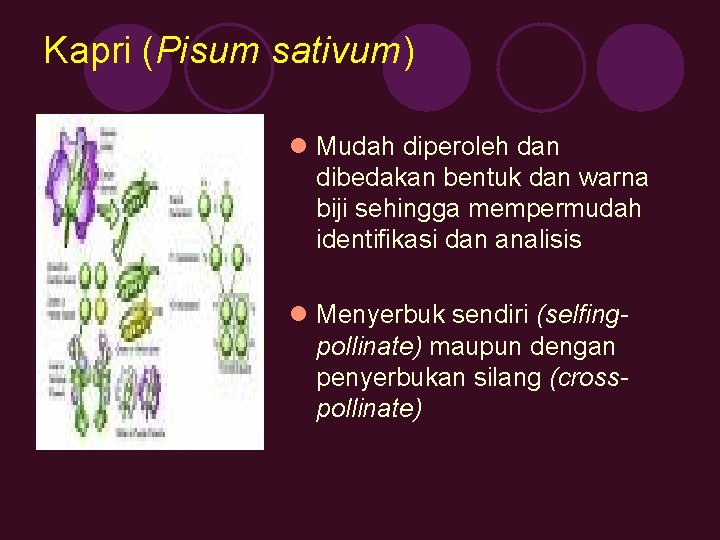 Kapri (Pisum sativum) l Mudah diperoleh dan dibedakan bentuk dan warna biji sehingga mempermudah