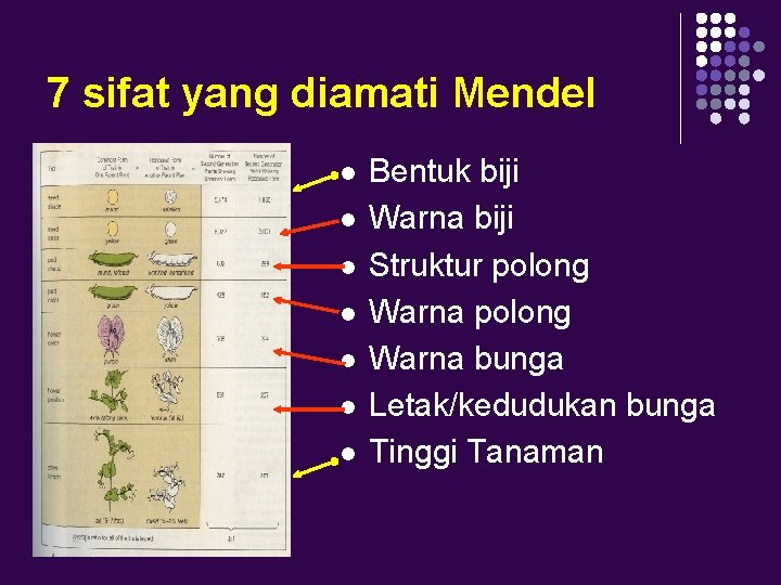 7 sifat yang diamati Mendel l l l Bentuk biji Warna biji Struktur polong