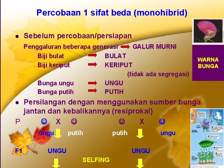 Percobaan 1 sifat beda (monohibrid) l Sebelum percobaan/persiapan Penggaluran beberapa generasi GALUR MURNI Biji