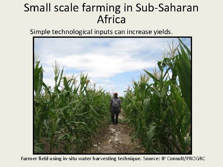 Small scale farming in Sub-Saharan Africa Simple technological inputs can increase yields. Farmer field