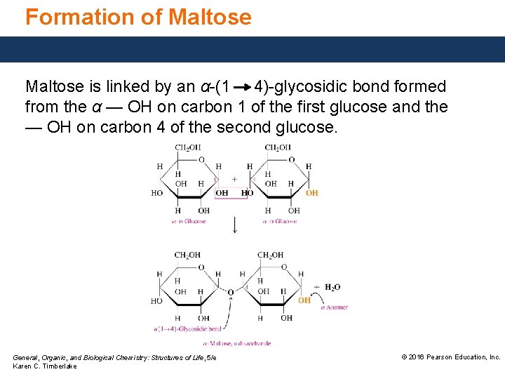 Formation of Maltose is linked by an α-(1 4)-glycosidic bond formed from the α Formation of Maltose is linked by an α-(1 4)-glycosidic bond formed from the α