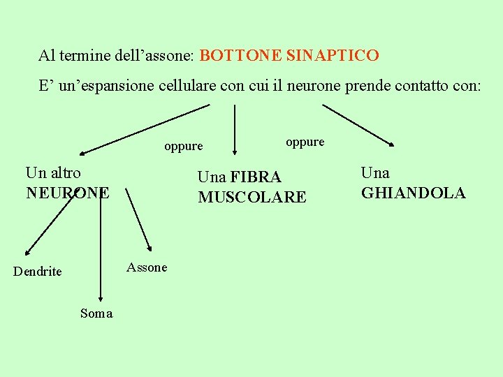 Al termine dell’assone: BOTTONE SINAPTICO E’ un’espansione cellulare con cui il neurone prende contatto