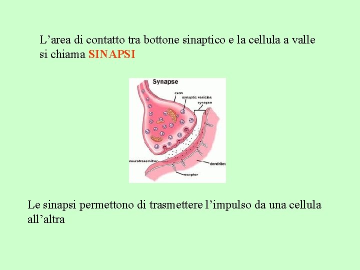 L’area di contatto tra bottone sinaptico e la cellula a valle si chiama SINAPSI